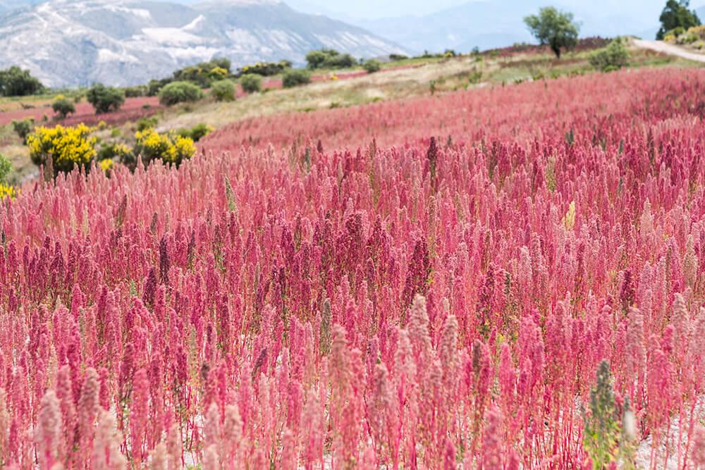 Solid Food - We produce your quinoa